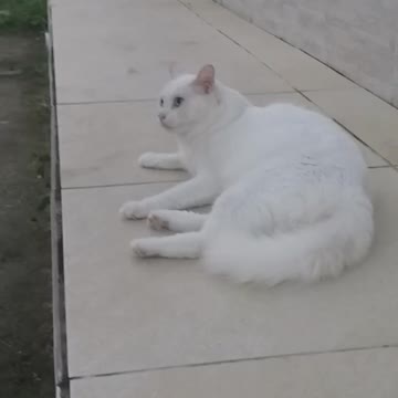 o gato levando bronca do dono