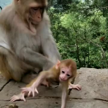 What a pity baby monkey