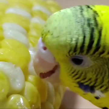 Love bird eats corn in the morning 1