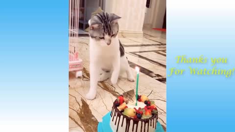 Funny And Cute Cat'S Life (Part 11) Cats And Owners Are The Best Friends Videos