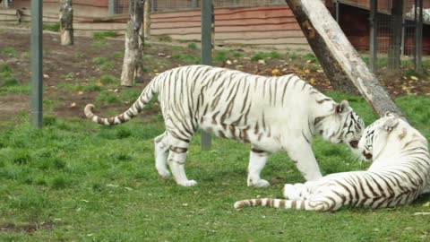 White Tigers Captive in the Zoo