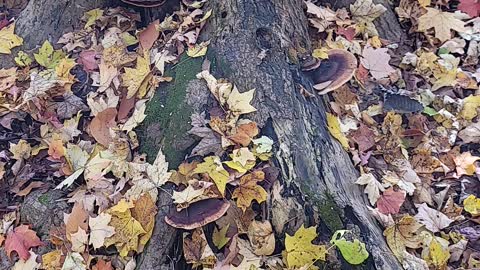 Name that mushroom