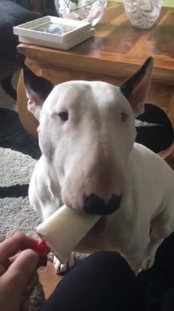 English bull terrier having a ice lolly