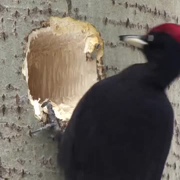 Black woodpecker. #