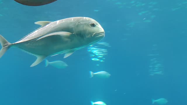 Sea animals eilat israel