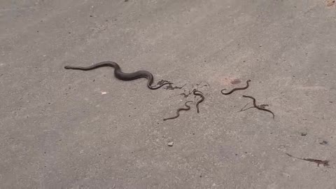 OMG !! Snake directly giving birth to snakes not eggs.