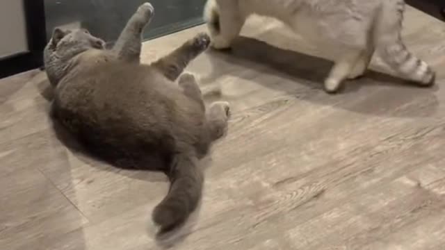 Black and white two brothers playing