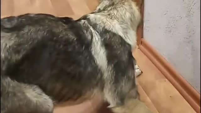 See how this dog react to that cat