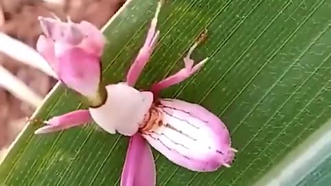 This Is A Mantis