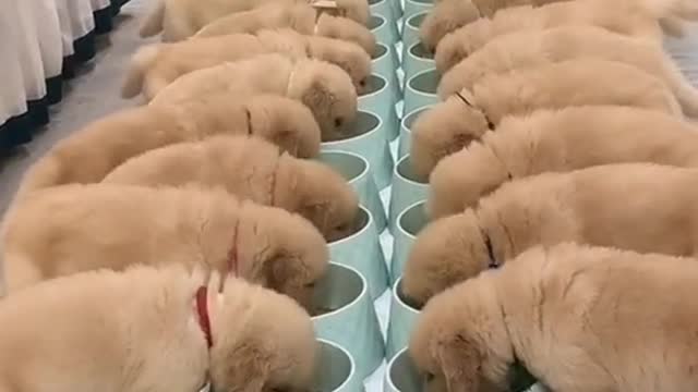 Cute Pets