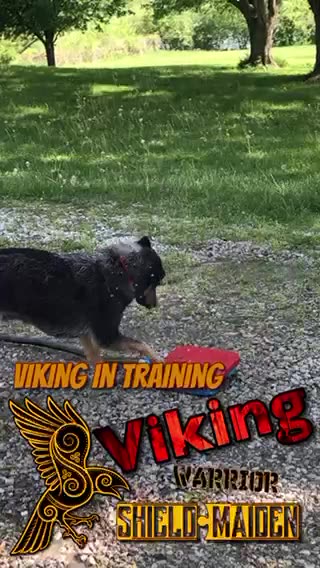 Training your Viking Warrior Dog