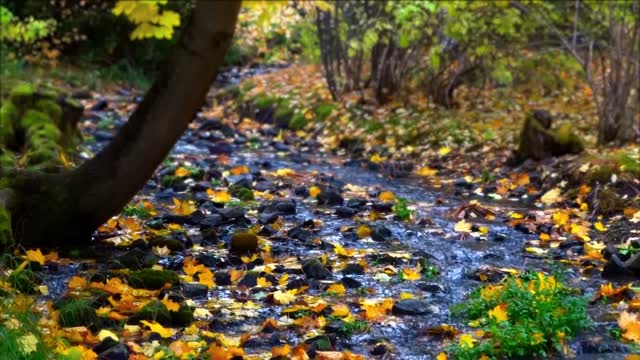 Calm, Soothing Brook for Meditation (Short)