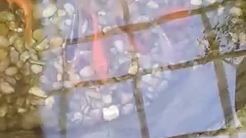 Beautiful fish swimming 🐟