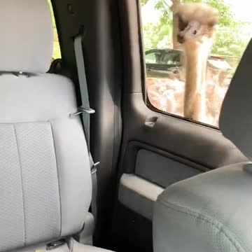 Hungry Ostrich Attacks!