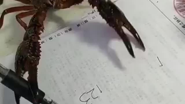 This CRAB is Writing Numbers