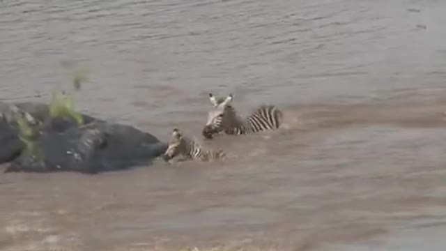 crocodile attacks zebra