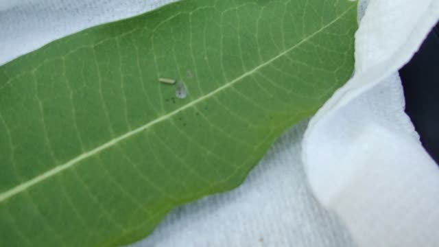 Raising Monarchs from Egg Laying Onward (Part 3)