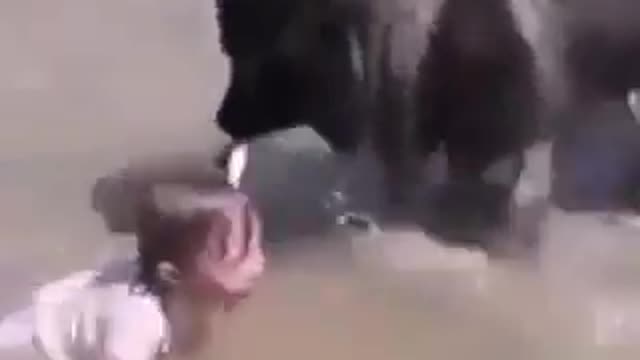 Dog trying to save the girl 🙏