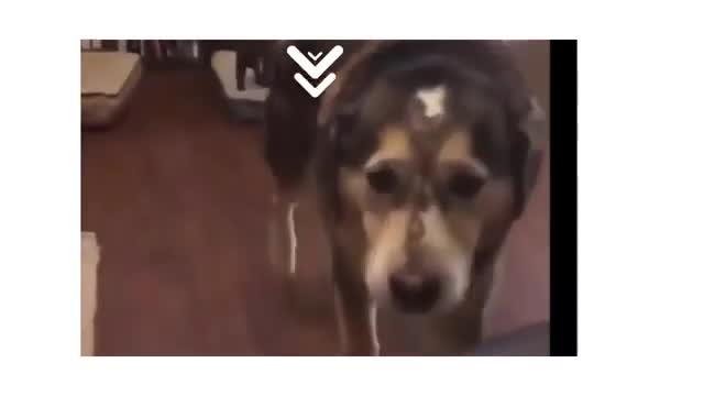 Funny animal videos