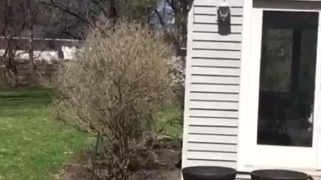 A kid is hanging off a light blue/grey house. as he jumps off his foot gets stuck on a lamp. his foot gets unstuck and he face plants on the ground and his body bends backwards.