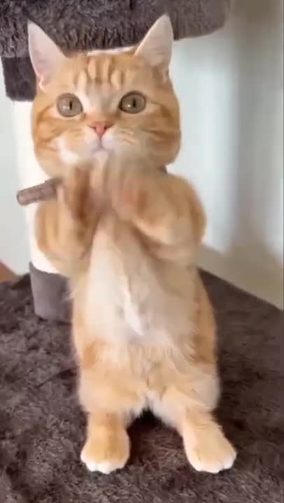 so cute cat ❤️😍#catlover