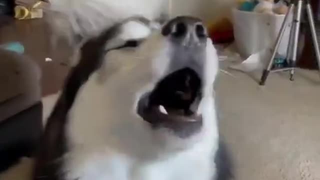 This Husky is actually SINGING