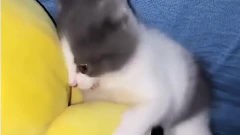 I'm a worried kitten