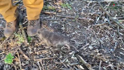 A fox who became attached to a human after being rescue