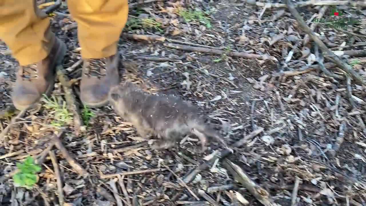 A fox who became attached to a human after being rescue