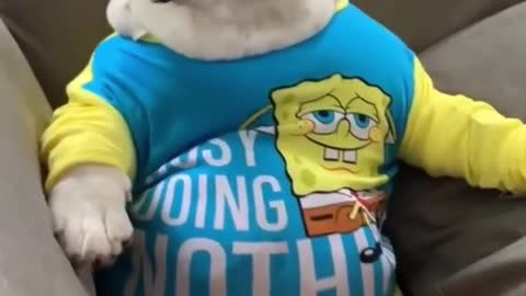 dog wearing cartoon clothes