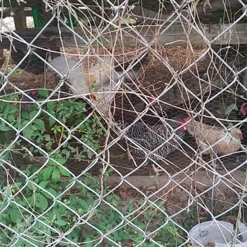 Chickens in their home