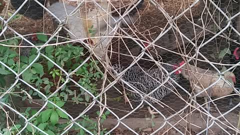 Chickens in their home