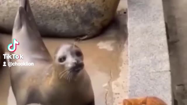 Cat slaps seals in face