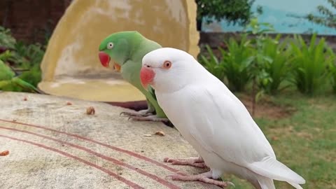 Amazing video of talking parrot