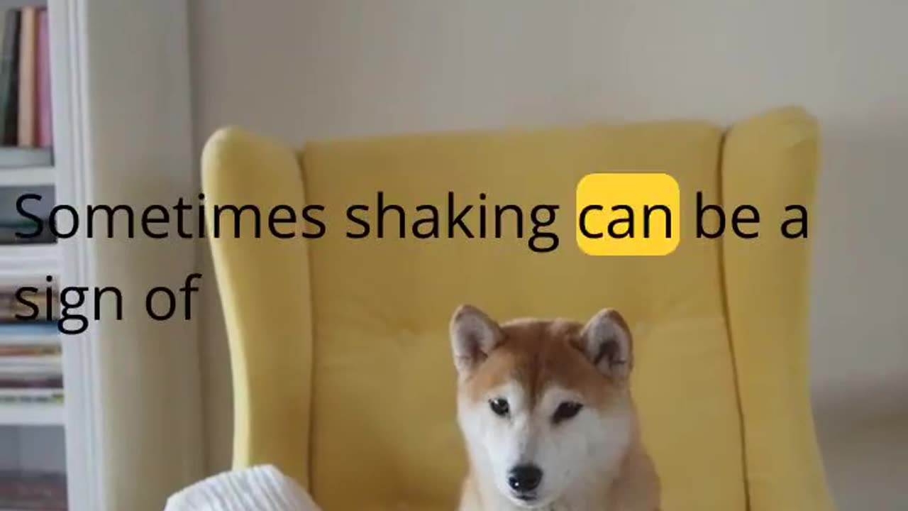 Shaken, Not Stirred: Why Your Dog Might Be Shivering (Why is my dog shaking?). #dog #shorts #pets