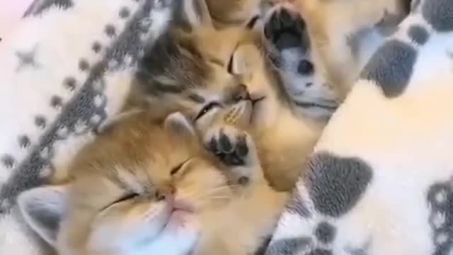Family of small animals