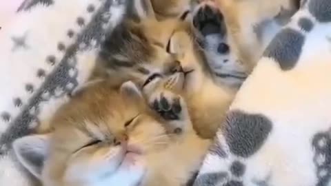 Family of small animals