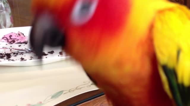 Sun Conure Singing Along