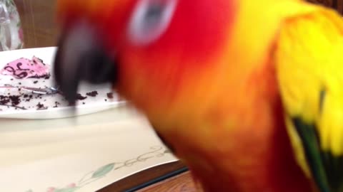 Sun Conure Singing Along