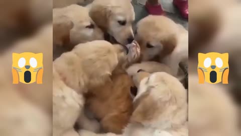Cats Crazy [ VERY FUNNY].