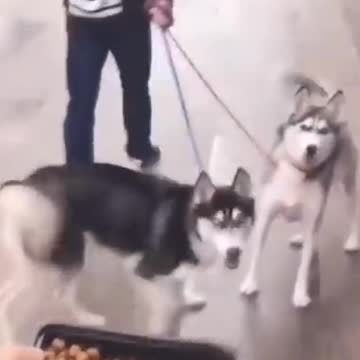 Hungry Huskies | Funny Pets | Pets At Home