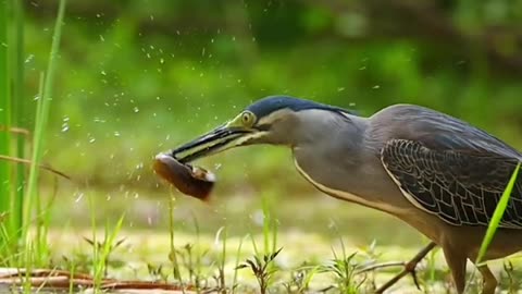 butorides striata fishing।। viral video।।