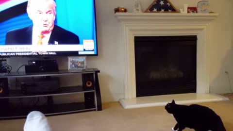 Cat scared by watching #Donald Trump