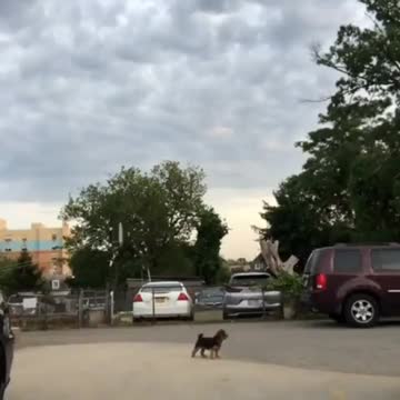 Poor Dog Run in Opposite Directions to See Who Your Dog Loves More..