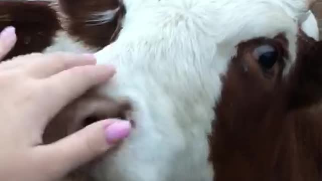 The calf likes to lick its lips