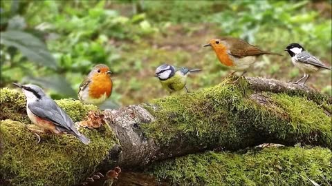 Forest Birds | Ringtones for Android | Animal Ringtones