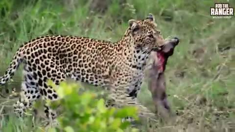 Leopard Catches Baby Warthog - African Safari Action_Cut.mp4