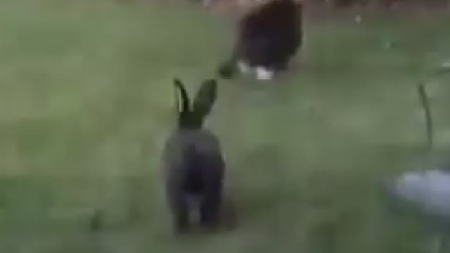 Suspense of Rabbit and Cat.