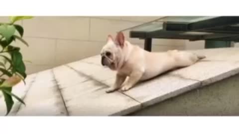 ANIMAL WORLD - VERY CUTE FRENCE BULL DOG