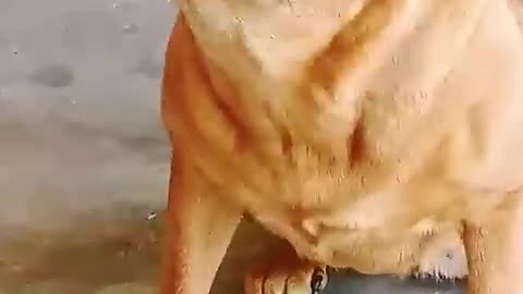 Angry dog